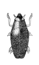 orectochilus_villosus_hab.gif