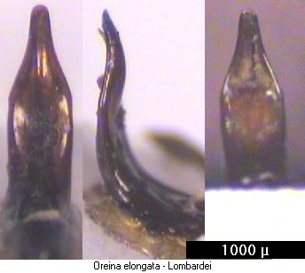 oreina_elongata.jpg