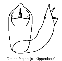 oreina_frigida.gif