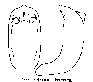 oreina_intricata.gif