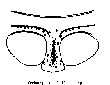 oreina_speciosa_vbr.gif
