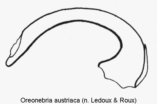 oreonebria_austriaca.gif
