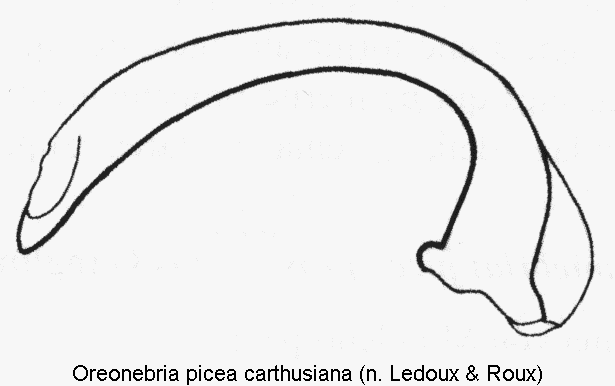 oreonebria_carthusiana.gif