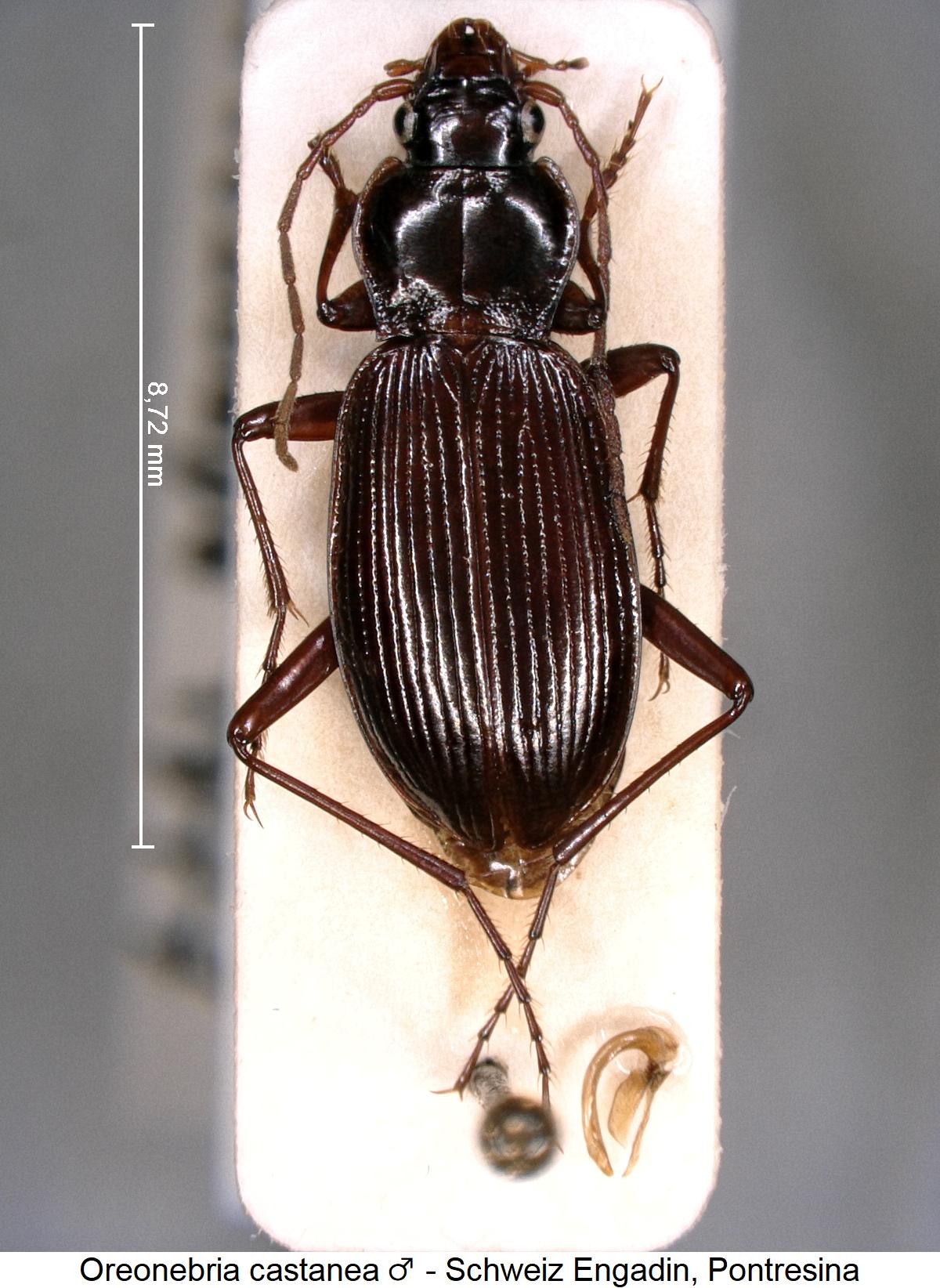 oreonebria_castanea_m_hab.jpg