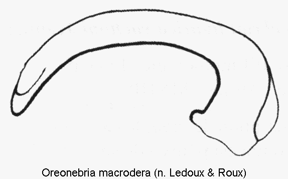 oreonebria_macrodera.gif