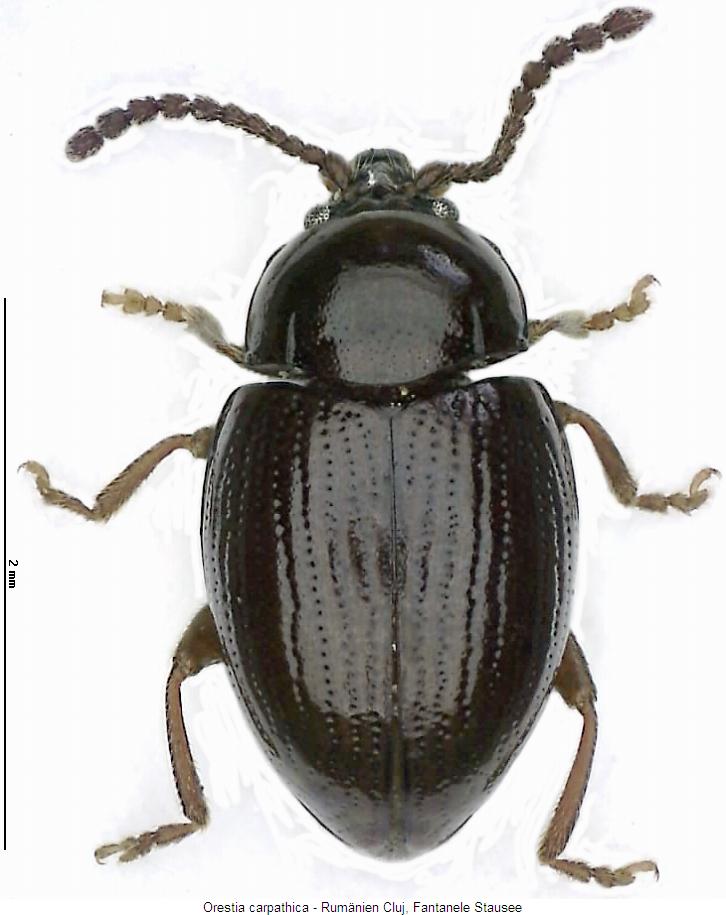 orestia_carpathica_hab.jpg