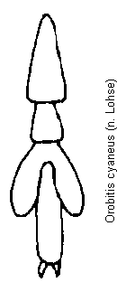 orobitis_cyaneus_tr.gif
