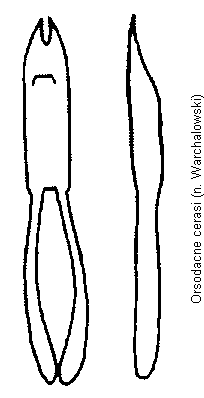 orsodacne_cerasi.gif
