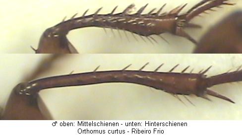 orthomus_curtus_schn.jpg
