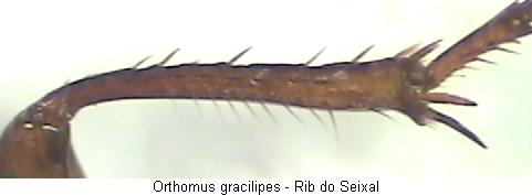 orthomus_gracilipes_schn.jpg