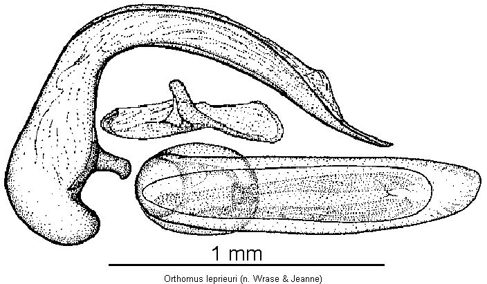 orthomus_leprieuri.gif