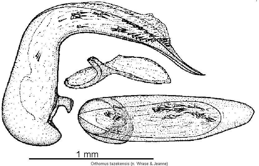 orthomus_tazekensis.gif