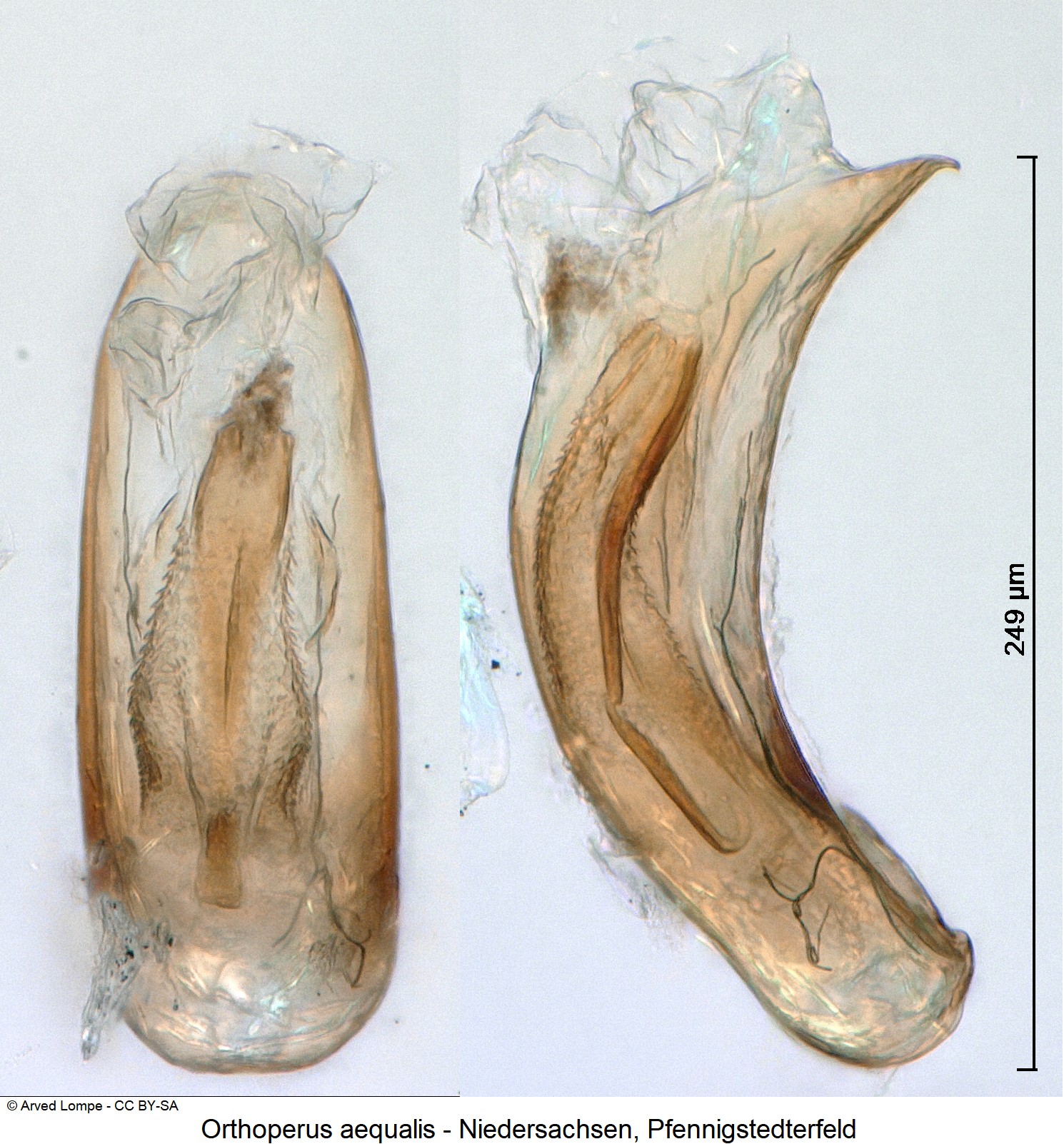 orthoperus_aequalis_ck34326261.jpg
