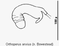 orthoperus_anxius_sperm.gif