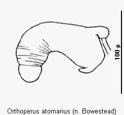 orthoperus_atomarius_sperm.gif