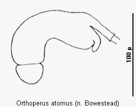 orthoperus_atomus_sperm.gif
