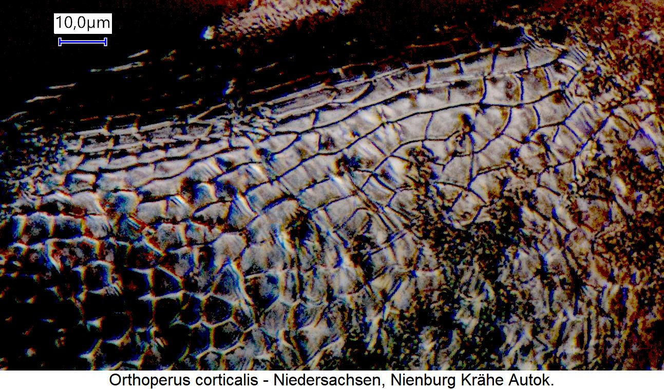 orthoperus_corticalis_ms.jpg