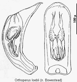 orthoperus_loebli.gif