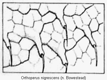 orthoperus_nigrescens_ms2.gif