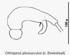 orthoperus_pilosiusculus_sperm.gif