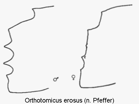 orthotomicus_erosus_hlb.gif