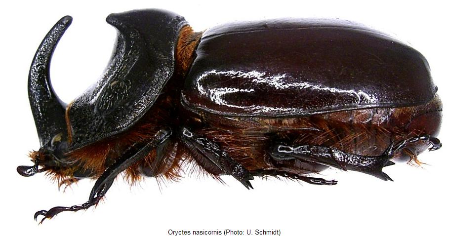 oryctes_nasicornis_hab.jpg