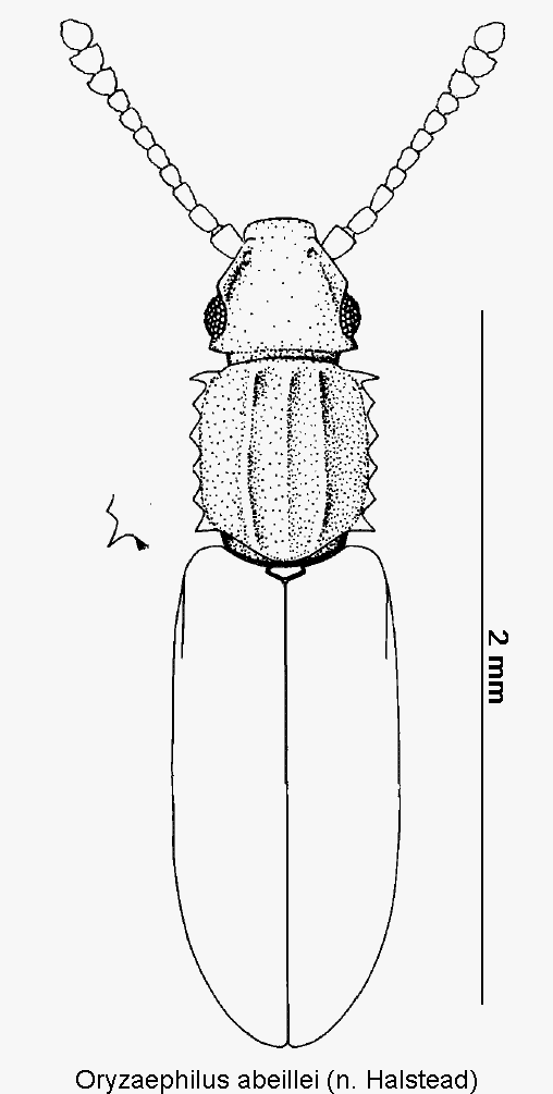 oryzaephilus_abeillei_hab.gif