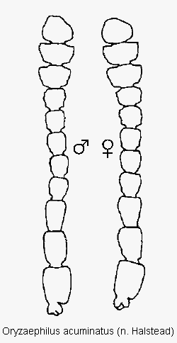oryzaephilus_acuminatus_f.gif