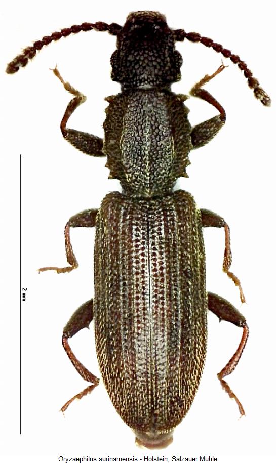 oryzaephilus_surinamensis_hab.jpg