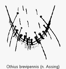 othius_brevipennis_ter.gif