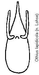 othius_lapidicola.gif