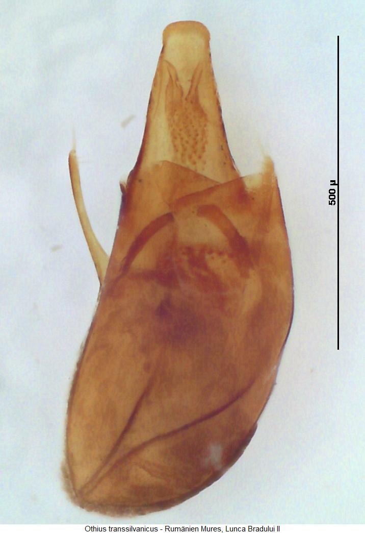 othius_transsilvanicus.jpg