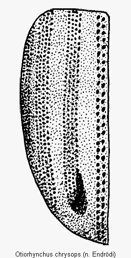 otiorhynchus_chrysops_fld.gif