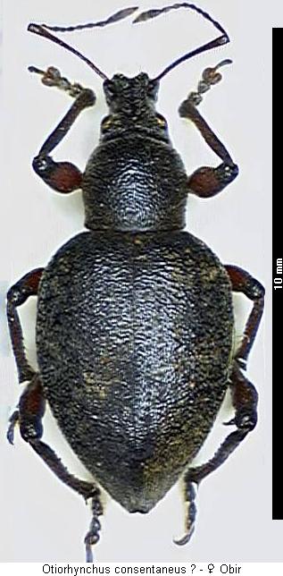 otiorhynchus_consentaneus_hab.jpg