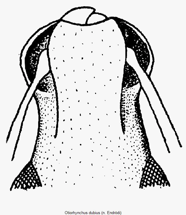 otiorhynchus_dubius_k.gif