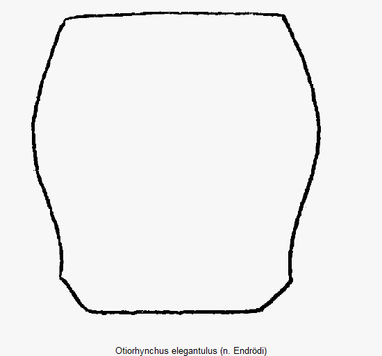 otiorhynchus_elegantulus_hsch.gif