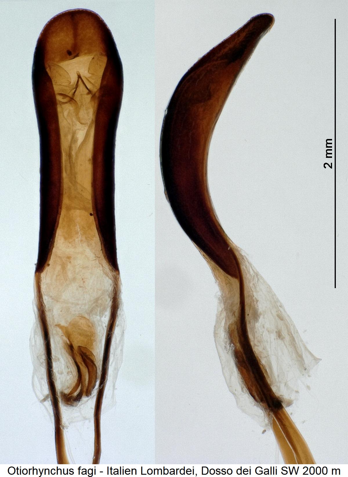 otiorhynchus_fagi1.jpg