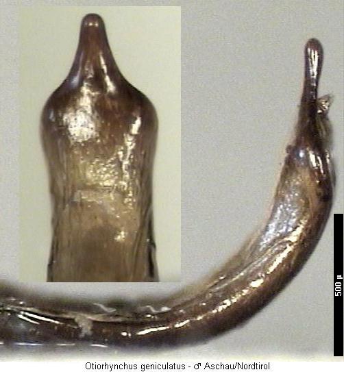 otiorhynchus_geniculatus.jpg