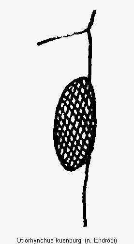otiorhynchus_kuenburgi_oc.gif