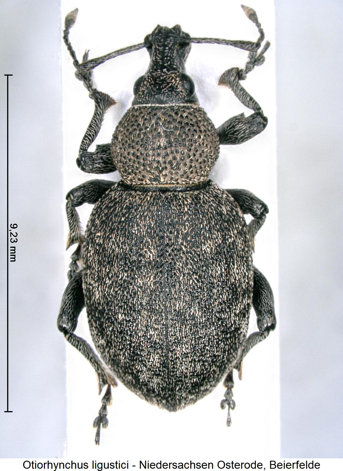 otiorhynchus_ligustici_hab.jpg
