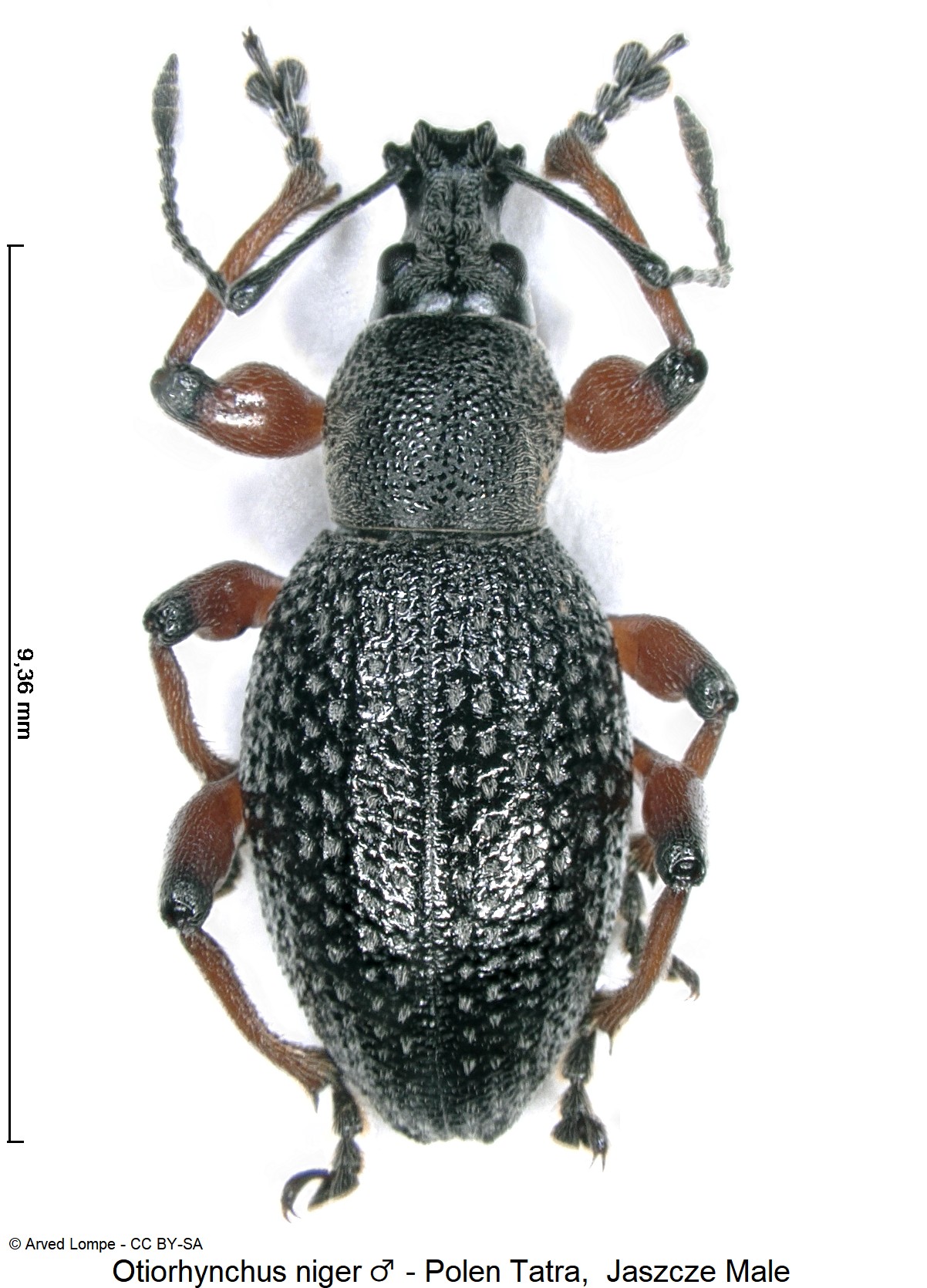 otiorhynchus_niger_m_ck33164379_hab.jpg