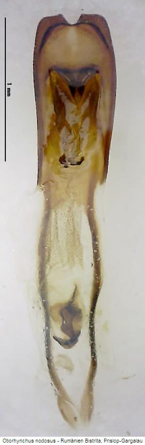 otiorhynchus_nodosus.jpg