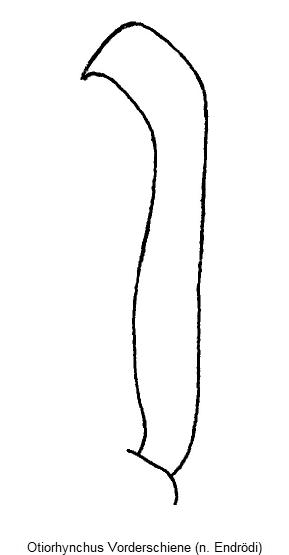 otiorhynchus_vorderschiene_vschn.gif