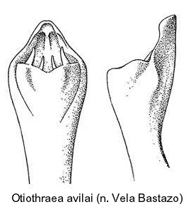otiothraea_avilai_aed.jpg