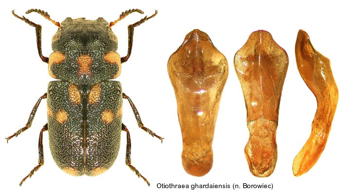 otiothraea_ghardaiensis.jpg