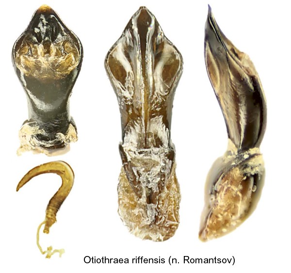 otiothraea_riffensis_aed.jpg