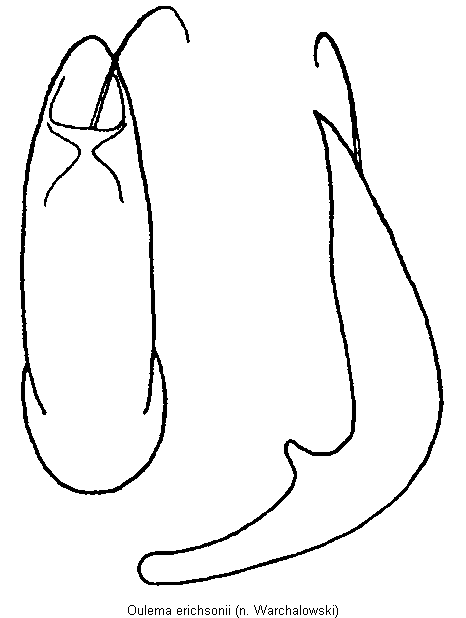 oulema_erichsonii.gif