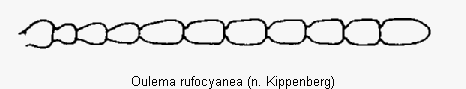 oulema_rufocyanea_f.gif