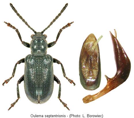 oulema_septentrionis.jpg