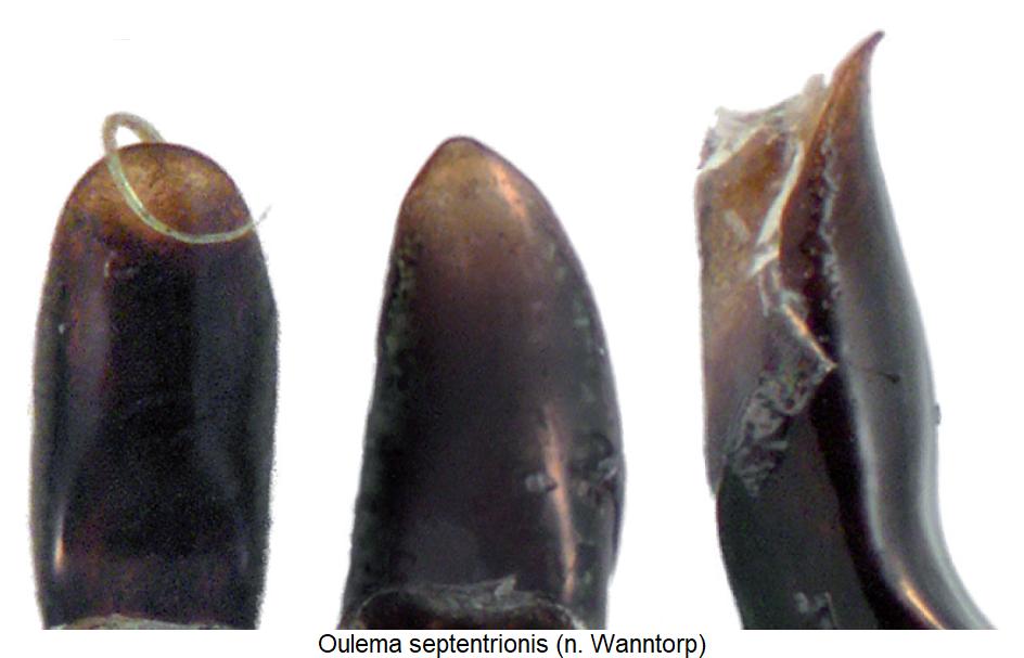 oulema_septentrionis1.jpg